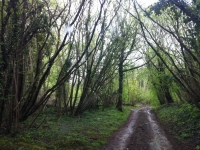 Mendips2015_42