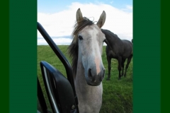 Northumberland10