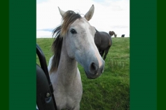 Northumberland11