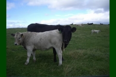 Northumberland13