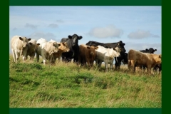 Northumberland14