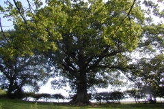 SP2007_176